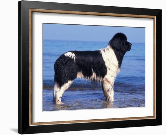 Landseer / Newfoundland Standing at the Beach-Adriano Bacchella-Framed Photographic Print