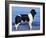 Landseer / Newfoundland Standing at the Beach-Adriano Bacchella-Framed Photographic Print