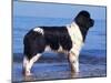 Landseer / Newfoundland Standing at the Beach-Adriano Bacchella-Mounted Photographic Print