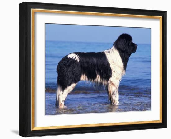 Landseer / Newfoundland Standing at the Beach-Adriano Bacchella-Framed Photographic Print