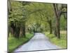 Lane at Cades Cove in the Spring in the Smoky Mountains National Park, Tennessee, Usa-Joanne Wells-Mounted Photographic Print