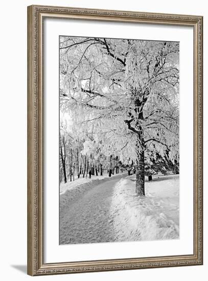 Lane in Town Park-basel101658-Framed Photographic Print