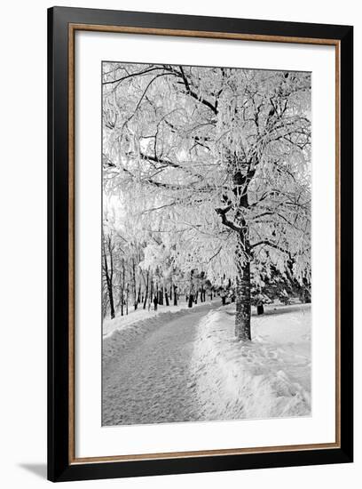 Lane in Town Park-basel101658-Framed Photographic Print