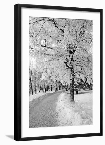 Lane in Town Park-basel101658-Framed Photographic Print