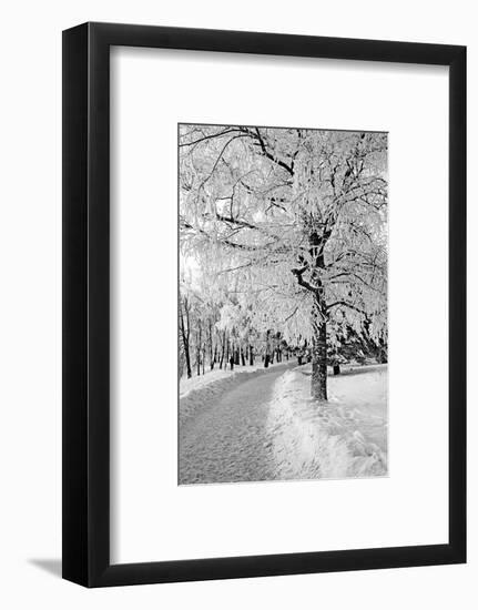 Lane in Town Park-basel101658-Framed Photographic Print