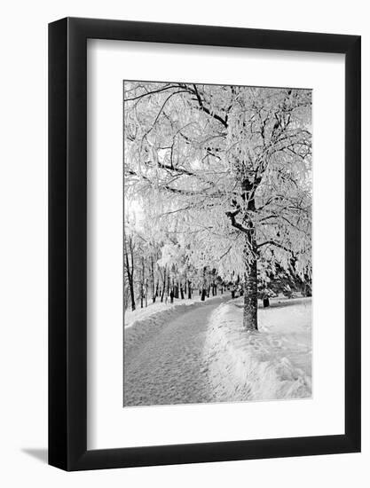 Lane in Town Park-basel101658-Framed Photographic Print