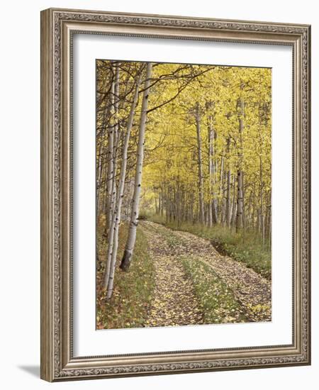 Lane Through Fall Aspens, Ophir Pass, Uncompahgre National Forest, Colorado, USA-James Hager-Framed Photographic Print