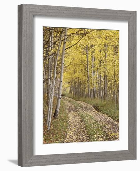 Lane Through Fall Aspens, Ophir Pass, Uncompahgre National Forest, Colorado, USA-James Hager-Framed Photographic Print