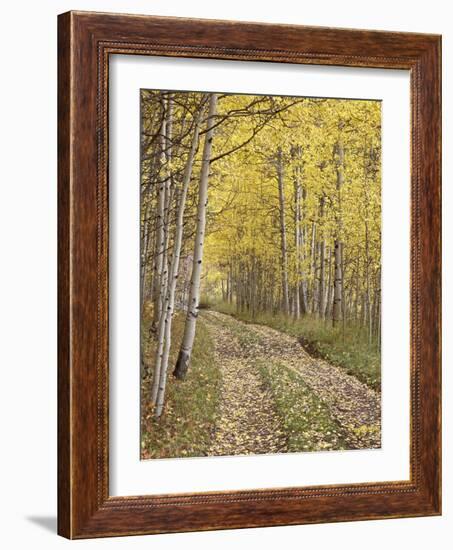 Lane Through Fall Aspens, Ophir Pass, Uncompahgre National Forest, Colorado, USA-James Hager-Framed Photographic Print