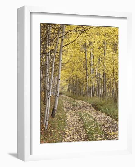 Lane Through Fall Aspens, Ophir Pass, Uncompahgre National Forest, Colorado, USA-James Hager-Framed Photographic Print