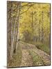 Lane Through Fall Aspens, Ophir Pass, Uncompahgre National Forest, Colorado, USA-James Hager-Mounted Photographic Print