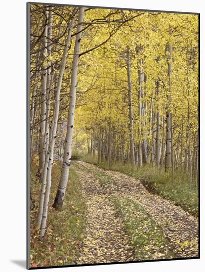 Lane Through Fall Aspens, Ophir Pass, Uncompahgre National Forest, Colorado, USA-James Hager-Mounted Photographic Print