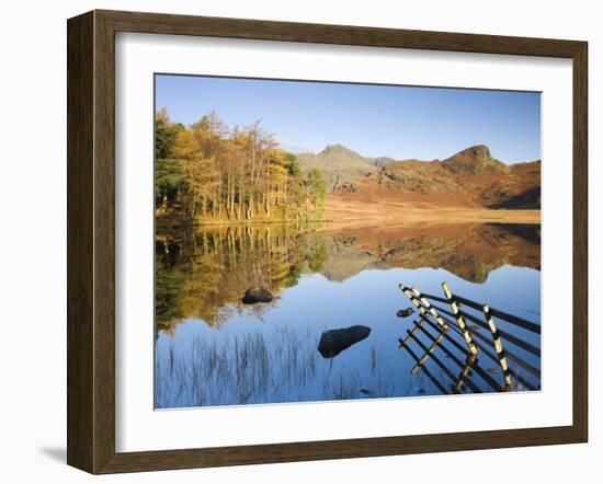 Langdale Pikes reflected in a mirror like Blea Tarn in the early morning, Lake District National Pa-Adam Burton-Framed Photographic Print