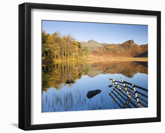 Langdale Pikes reflected in a mirror like Blea Tarn in the early morning, Lake District National Pa-Adam Burton-Framed Photographic Print