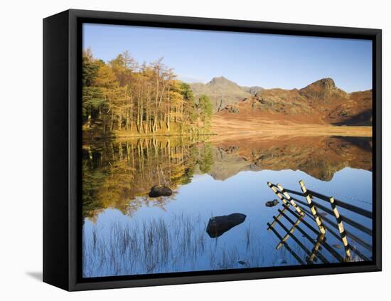 Langdale Pikes reflected in a mirror like Blea Tarn in the early morning, Lake District National Pa-Adam Burton-Framed Premier Image Canvas