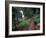 Langfield Falls, Gifford Pinchot National Forest, Washington, USA-William Sutton-Framed Photographic Print