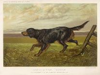 Gordon Setter in the Field with Its Classic Black and Tan Colouring-Langham David-Framed Stretched Canvas