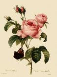 Hudson's Rose-Langlois-Framed Giclee Print