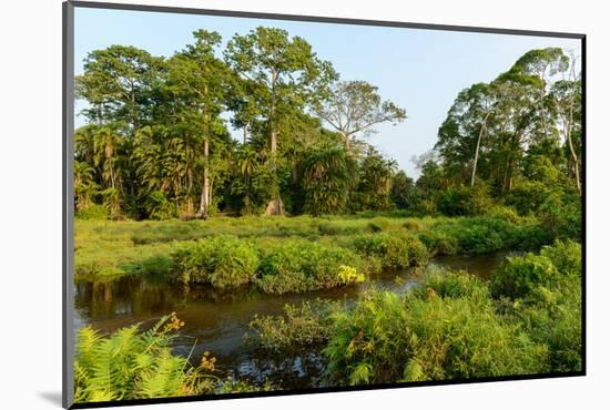 Lango Bai. Odzala-Kokoua National Park. Congo-Roger De La Harpe-Mounted Photographic Print