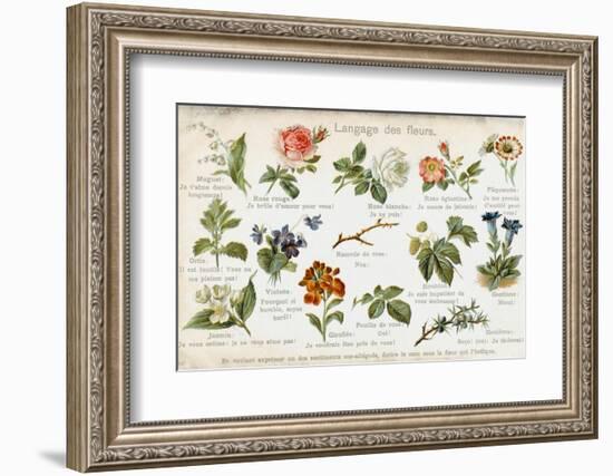 Language of Flowers Card-null-Framed Photographic Print