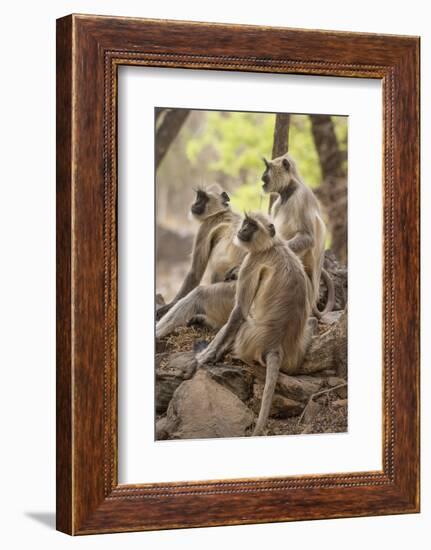 Langur Monkey, Ranthambhore National Park, Rajasthan, India, Asia-Janette Hill-Framed Photographic Print