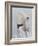 Langur Monkey-Lincoln Seligman-Framed Giclee Print