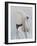 Langur Monkey-Lincoln Seligman-Framed Giclee Print