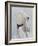 Langur Monkey-Lincoln Seligman-Framed Giclee Print