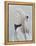 Langur Monkey-Lincoln Seligman-Framed Premier Image Canvas