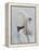 Langur Monkey-Lincoln Seligman-Framed Premier Image Canvas