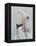 Langur Monkey-Lincoln Seligman-Framed Premier Image Canvas