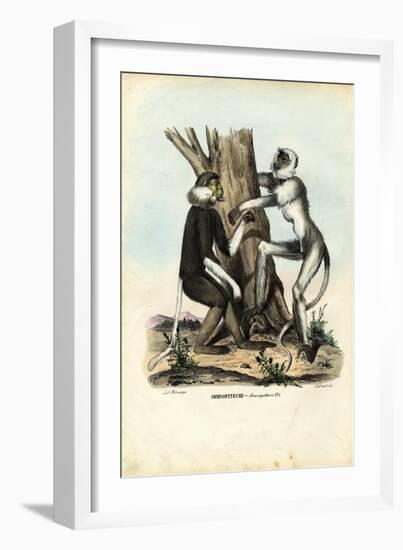 Langurs, 1863-79-Raimundo Petraroja-Framed Giclee Print