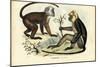 Langurs, 1863-79-Raimundo Petraroja-Mounted Giclee Print