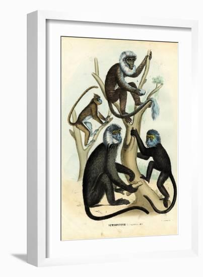 Langurs, 1863-79-Raimundo Petraroja-Framed Giclee Print