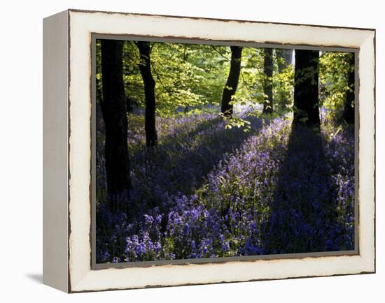Lanhydrock Beech Woodland with Bluebells in Spring, Cornwall, UK-Ross Hoddinott-Framed Premier Image Canvas
