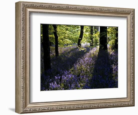 Lanhydrock Beech Woodland with Bluebells in Spring, Cornwall, UK-Ross Hoddinott-Framed Photographic Print