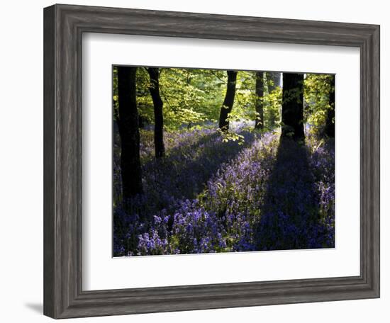 Lanhydrock Beech Woodland with Bluebells in Spring, Cornwall, UK-Ross Hoddinott-Framed Photographic Print