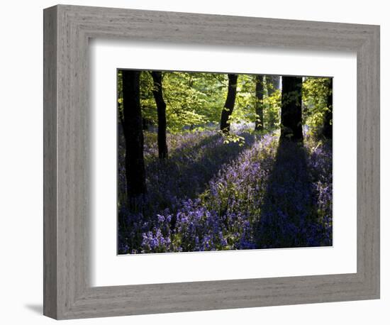 Lanhydrock Beech Woodland with Bluebells in Spring, Cornwall, UK-Ross Hoddinott-Framed Photographic Print