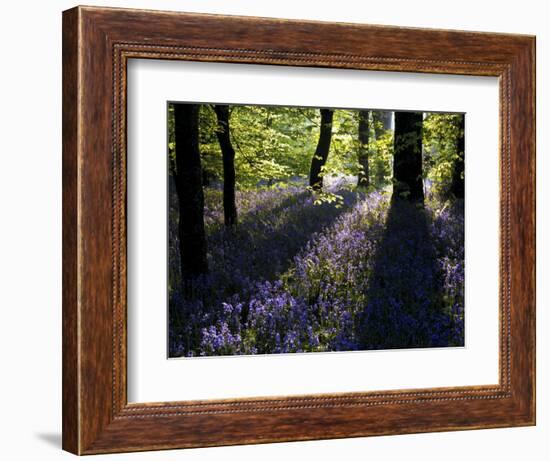Lanhydrock Beech Woodland with Bluebells in Spring, Cornwall, UK-Ross Hoddinott-Framed Photographic Print