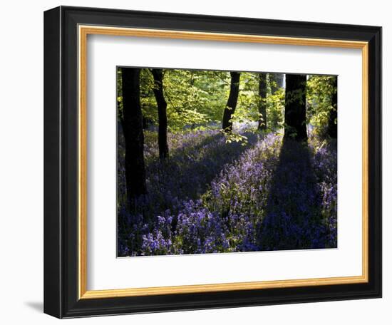 Lanhydrock Beech Woodland with Bluebells in Spring, Cornwall, UK-Ross Hoddinott-Framed Photographic Print