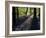 Lanhydrock Beech Woodland with Bluebells in Spring, Cornwall, UK-Ross Hoddinott-Framed Photographic Print