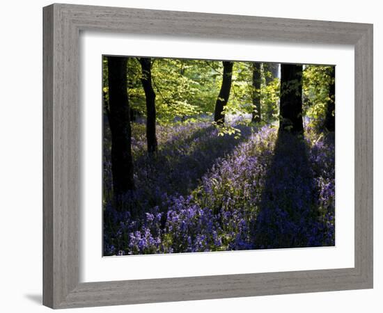 Lanhydrock Beech Woodland with Bluebells in Spring, Cornwall, UK-Ross Hoddinott-Framed Photographic Print