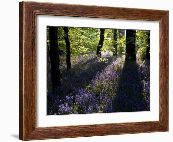 Lanhydrock Beech Woodland with Bluebells in Spring, Cornwall, UK-Ross Hoddinott-Framed Photographic Print