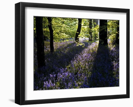 Lanhydrock Beech Woodland with Bluebells in Spring, Cornwall, UK-Ross Hoddinott-Framed Photographic Print