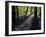 Lanhydrock Beech Woodland with Bluebells in Spring, Cornwall, UK-Ross Hoddinott-Framed Photographic Print