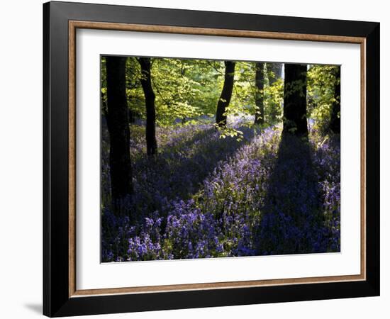 Lanhydrock Beech Woodland with Bluebells in Spring, Cornwall, UK-Ross Hoddinott-Framed Photographic Print