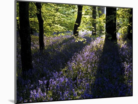 Lanhydrock Beech Woodland with Bluebells in Spring, Cornwall, UK-Ross Hoddinott-Mounted Photographic Print