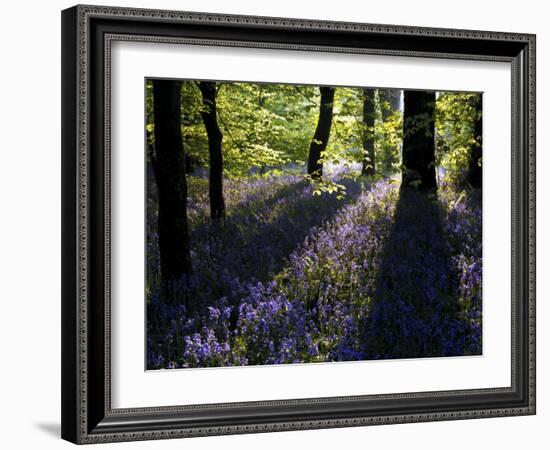 Lanhydrock Beech Woodland with Bluebells in Spring, Cornwall, UK-Ross Hoddinott-Framed Photographic Print