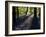 Lanhydrock Beech Woodland with Bluebells in Spring, Cornwall, UK-Ross Hoddinott-Framed Photographic Print