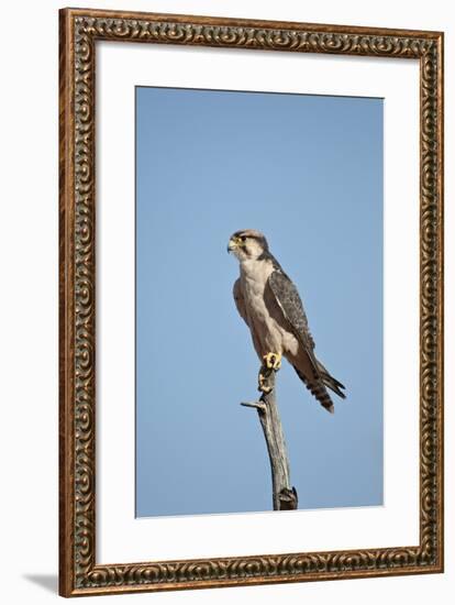 Lanner Falcon (Falco Biarmicus)-James Hager-Framed Photographic Print